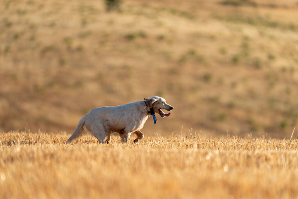 Sivri uçlu köpek eğitim tasmasıyla koşuyor. - Fotoğraf, Görsel