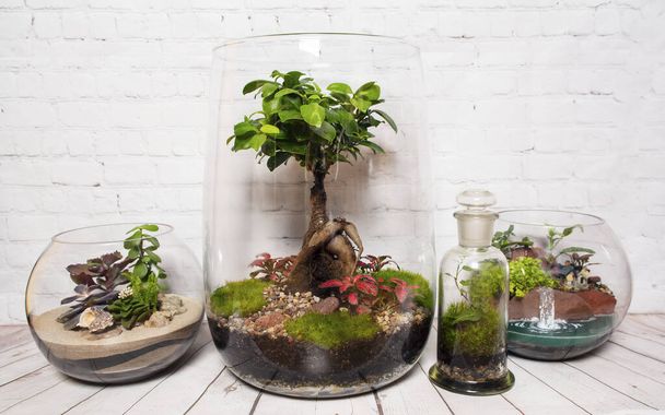 Γυάλινα terrarium με φυτά. Φυτά εσωτερικού χώρου. - Φωτογραφία, εικόνα