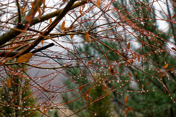 Uitzicht op planten bedekt met regendruppels in de herfst - Foto, afbeelding