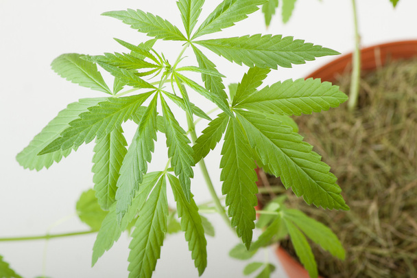 Cannabis plant, marijuana on white background - Foto, afbeelding