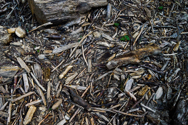 Bos begane grond bedekt met gevallen takken, oud vervallen hout, drijfhout, gedroogde bladeren en stokken, hout achtergrond textuur - Foto, afbeelding