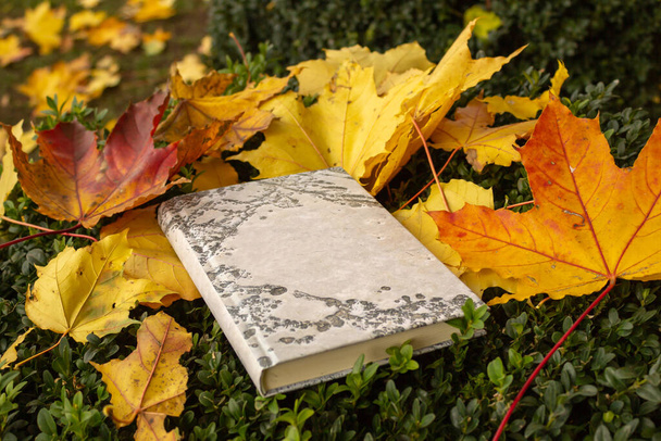 Le livre couché sur un buisson de buis parsemé de feuilles d'érable tombées en automne jaune. Résumé de vie concept, promotion de la lecture, espace de copie - Photo, image