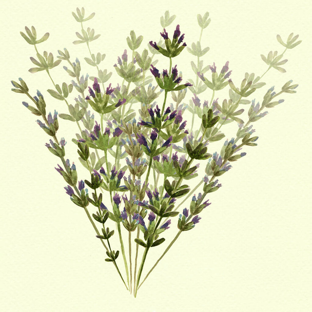 Flowers and stems of lavender - watercolor. Floral motives. Provence. Abstract decorative composition. Use printed materials, signs, items, websites, maps, posters, postcards, packaging. - Photo, Image