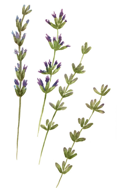 Flowers and stems of lavender - watercolor. Floral motives. Provence. Abstract decorative composition. Use printed materials, signs, items, websites, maps, posters, postcards, packaging. - Photo, Image