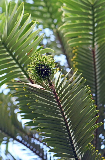 Wollemi Pine vrouwelijke kegel, megasporofyl, groeit aan het einde van een tak. Wollemia nobilis is een naaldboom die endemisch is in Australië. De staat van instandhouding is in gevaar. Oorspronkelijk beschreven uit fossiel materiaal. Levende bomen ontdekt in 1994 - Foto, afbeelding