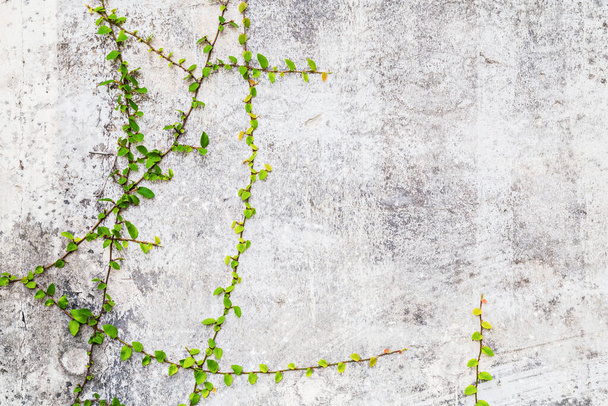Green Creeper Plant on cement wall, abstract background. - Foto, imagen