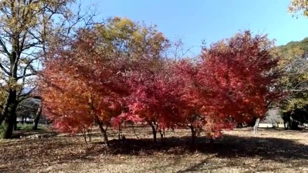 Bellissimo acero giapponese (Acer palmatum) nel parco Hiromi, Fuji City, Giappone. Bella giornata autunnale soleggiata con vento dolce e cielo blu. - Filmati, video