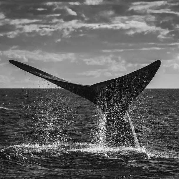  cola de ballena franca, especies amenazadas, Patagonia,  - Foto, Imagen