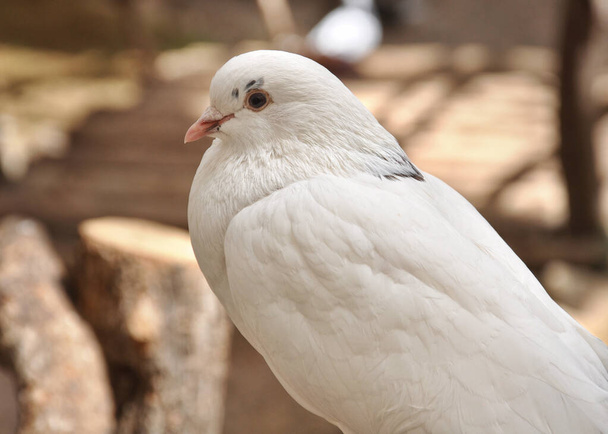 Bílý holub detailní záběr. - Fotografie, Obrázek