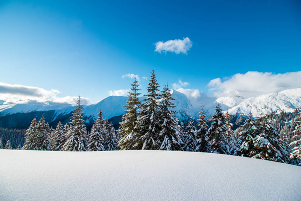 Piękny krajobraz górski zimą z jodłami pokrytymi śniegiem - Zdjęcie, obraz