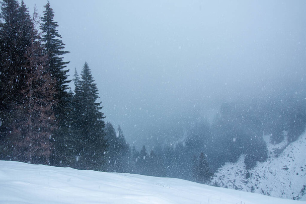 Snowing in the mountains near pine forest in winter - Fotoğraf, Görsel