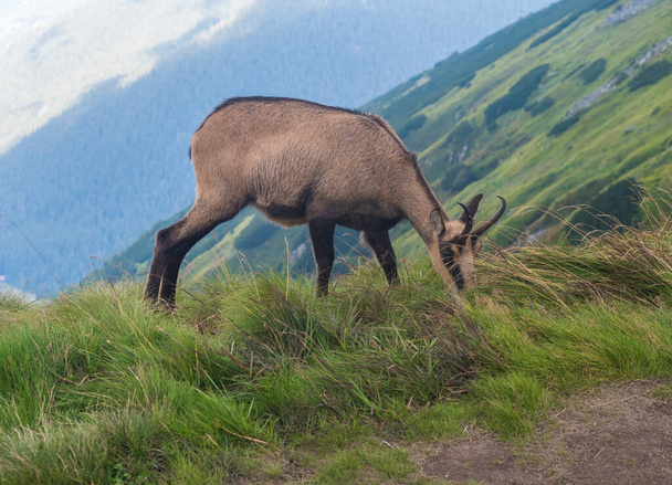 Close up Tatra chamois, rupicapra rupicapra tatrica standing on a summer mountain meadow in Low Tatras National park in Slovakia. Wild mamal in natural habitat, nature photography. - Photo, Image