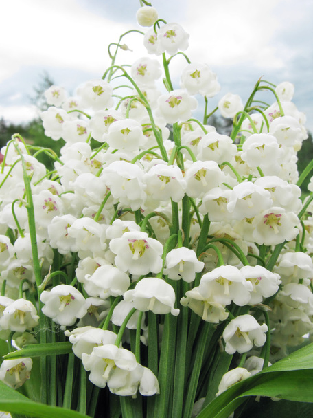 bouquet of lily of the valley flowers - Photo, Image