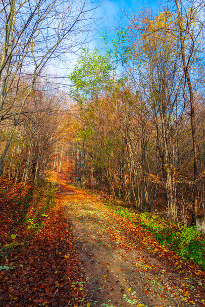 autumn trees in the park - Фото, зображення