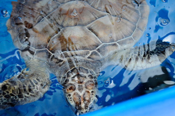 El bebé de la tortuga llamada Penyu Agar o nombre científico Chelonia Mydas en el acuario de cría. La tortuga bebé se mantendrá a la edad de 2 años antes de ser liberado en el mar. - Foto, Imagen