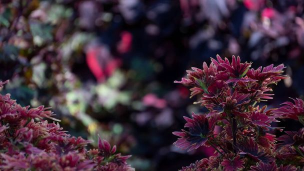 Punaiset putoavat lehdet kauniilla hämärtyneellä taustalla - Valokuva, kuva