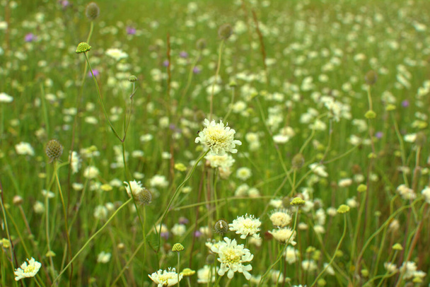 Scabiosa ochroleuca crece en la naturaleza entre las hierbas - Foto, Imagen