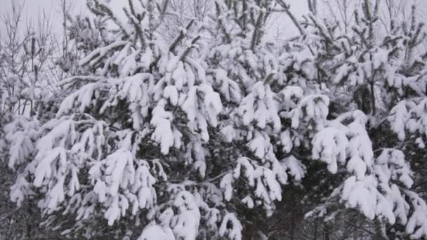 冬の森の雪に覆われたクリスマスツリーの遅い撮影 - 映像、動画