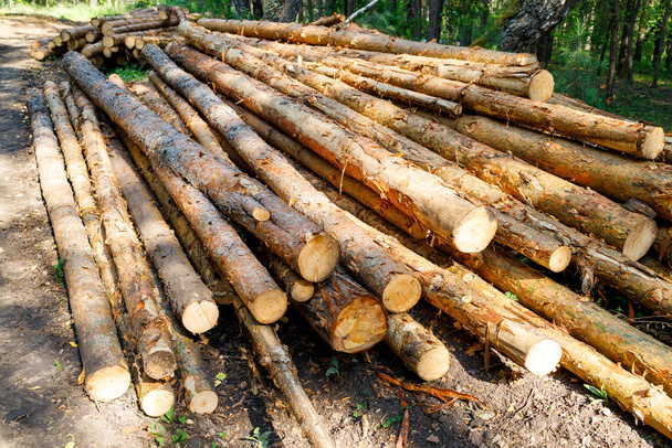 вырубленный лес в бревнах лежит в лесу, незаконные лесозаготовки и пробелы с деклеиванием - Фото, изображение