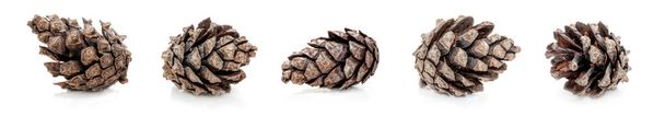 Dry pine cones isolated on white background. - Photo, Image