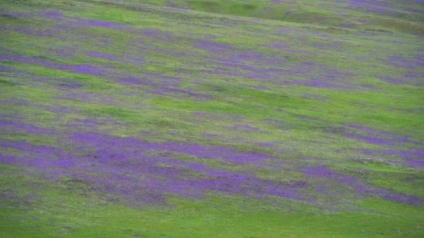 Meadow covered with purple flowers on treeless hills.Grassland flower dense plant wild herb prairie wold pasture steppe plateau tableland lowland plain ambience ambiance scene scenic majestic dark pink color colorful beauty perfection wonderful best. - Footage, Video
