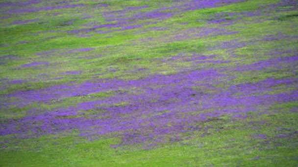 緑豊かな丘の上に紫色の花で覆われた草原の花密な植物野生のハーブ草原の野生の牧草地草原草原高原の草原平野の雰囲気シーン風光明媚な雄大な濃いピンク色の色の色の美しさの完璧素晴らしい最高の素晴らしい. - 映像、動画