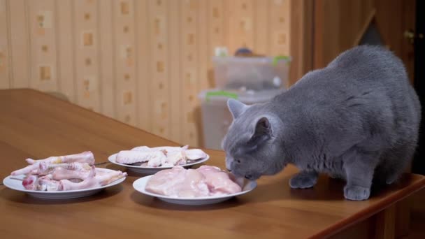 Πεινασμένη βρετανική γάτα στο τραπέζι Δαγκώνει φρέσκο κρέας κοτόπουλου, Filet. Pet κλέβει τρόφιμα - Πλάνα, βίντεο