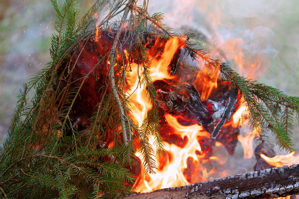 小さな枝でトウヒの木のたき火を始め - 写真・画像