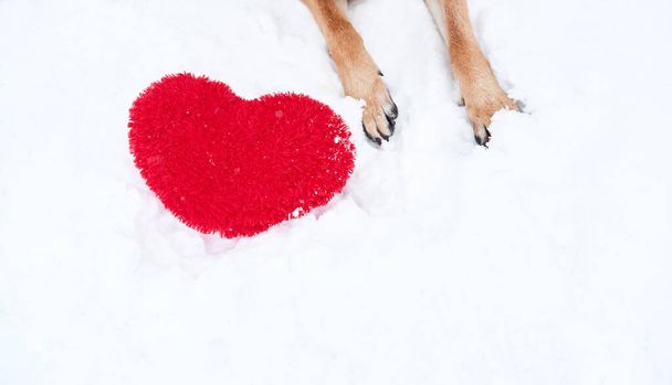 Las patas del pastor alemán del color rojo sobre la nieve con el gran juguete suave el corazón rojo. Tarjeta de San Valentín con perro sobre fondo blanco. - Foto, Imagen