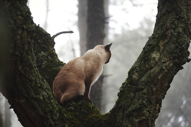Gato siamés en un árbol forestal observando la niebla - Foto, imagen