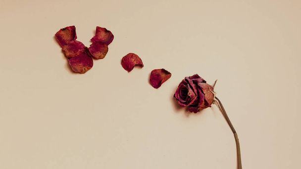 Ruusun terälehdet muodostavat sydämen vaaleanpunaisella taustalla. Rakkauden käsite. Ystävänpäivä - Valokuva, kuva