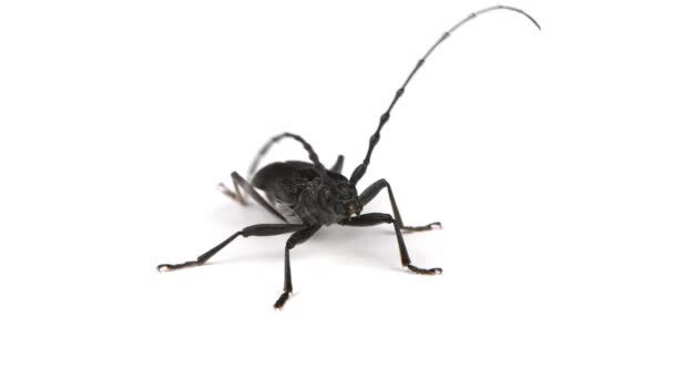 Escarabajo de cuerno largo o Cerambyx pequeño despega. Primer plano de vídeo en blanco. - Metraje, vídeo