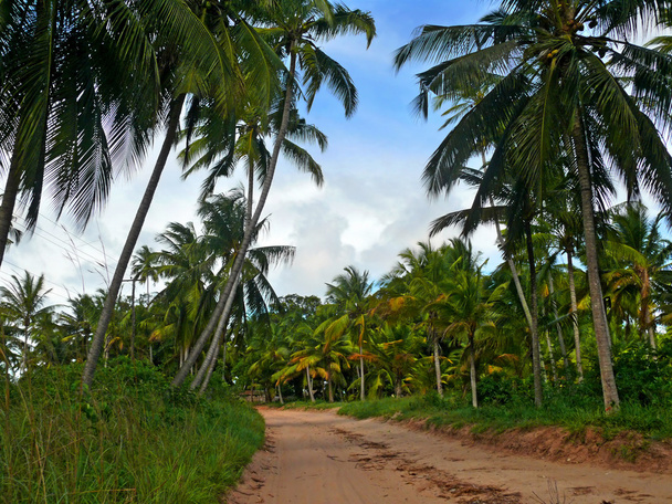 The road through the palm grove. Tanzania, Africa. - Foto, afbeelding