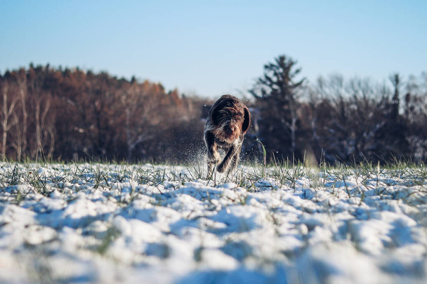 Cesky Fousek átfut egy havas mezőn. Összpontosított pillantás egy fiatal bohém drótra, ahogy a préda után rohan. A durván bevont Bohém Mutató a megfelelő nyomot keresi. Kutyafuttatás portréja. - Fotó, kép