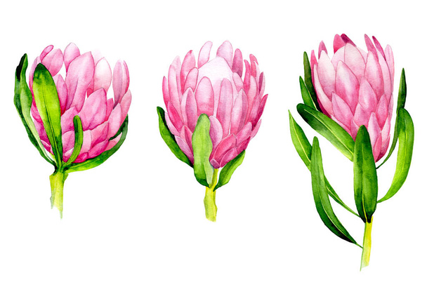 ilustración de acuarela. conjunto de flores tropicales protea. flores brillantes de color rosa protea aisladas sobre fondo blanco. clipart - Foto, imagen