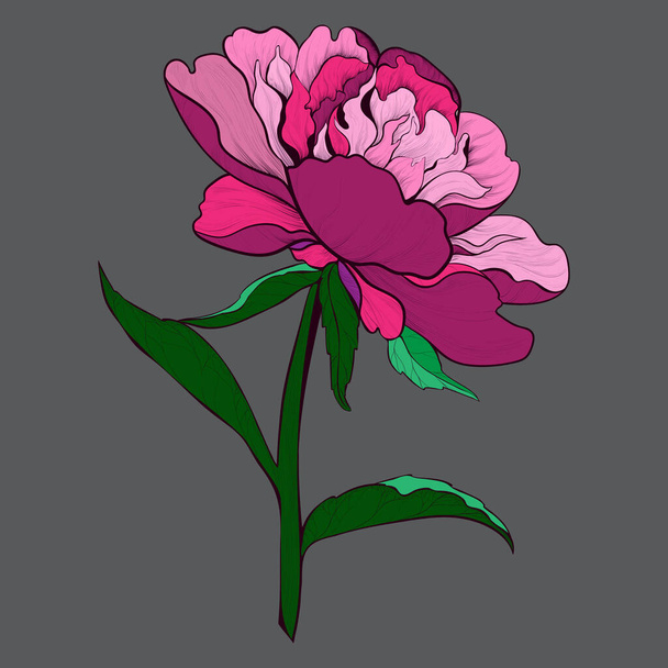 Vector drawing. Peonies - flowers and leaves on a white background. Use printed materials, signboards, posters, postcards, packaging. - Vector, Imagen