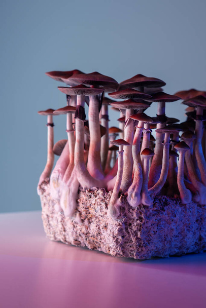 maaginen hallusinogeeni psykoaktiiviset sienet Psilocdifficcubensis - Valokuva, kuva