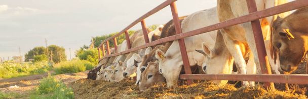 Коровы на ферме едят сено - Фото, изображение