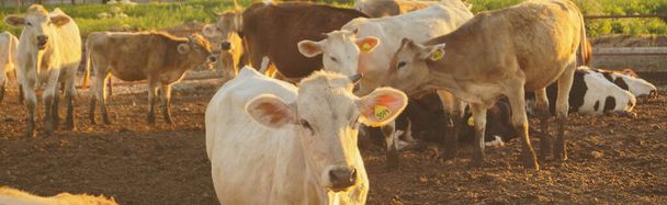 Коровы на ферме едят сено - Фото, изображение