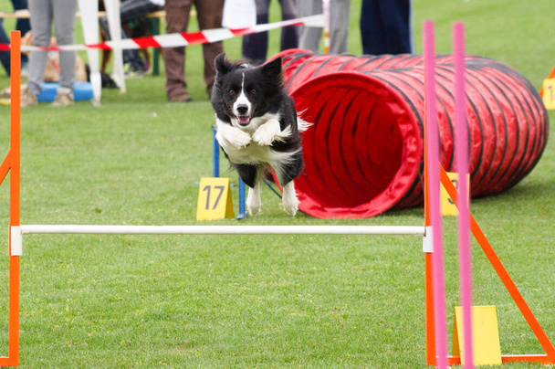 Happy Border Collie is jumping over obstacle, during dog agility - Photo, Image