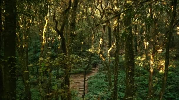 Paisaje de la selva tropical en giew mae pan, provincia de Chiang Mai Tailandia - Metraje, vídeo
