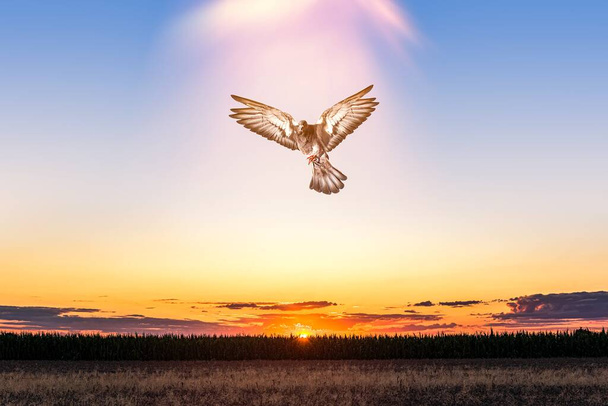 Paloma en el aire con las alas abiertas  - Foto, Imagen