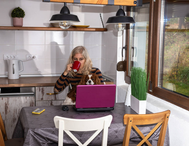 Woman drinking coffee, working on a laptop while holding a lapdog and sitting at a kitchen table - Photo, Image