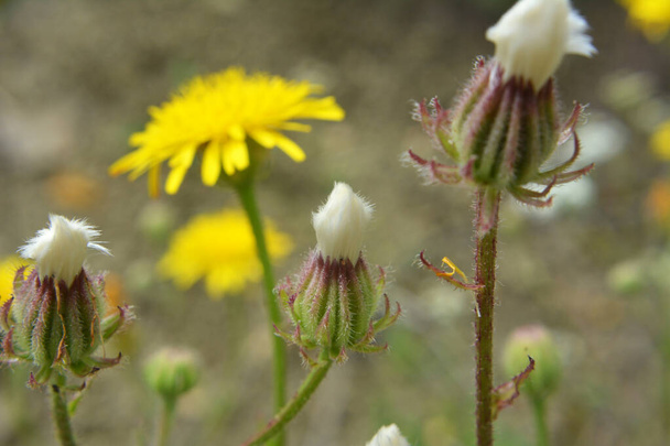 Crepis foetida grows in the wild in summer - Photo, Image