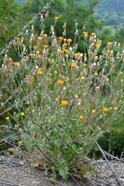 Crepis foetida grows in the wild in summer - Photo, Image