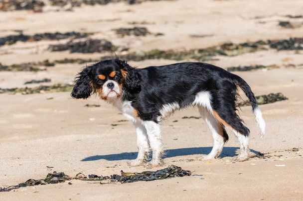 A dog cavalier king charles, a cute puppy standing on the beach - Photo, Image