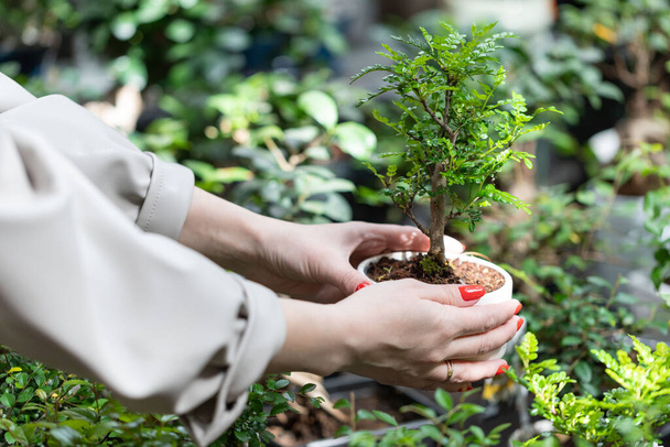 Gardening, planting concept. Woman choosing potted plants -decorative bonsai tree in a pot for her home/apartment in garden store, nursery, soft focus. - Foto, afbeelding
