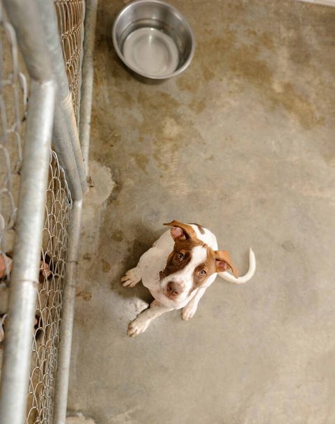Un perro refugio en un refugio de adopción se ve triste mirando hacia arriba en un formato de imagen vertical - Foto, Imagen