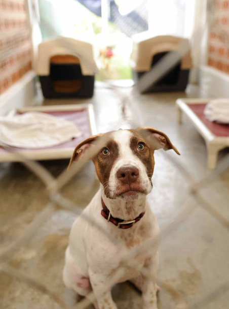 Un cane rifugio in un rifugio di adozione è alla ricerca triste attraverso una recinzione in un formato immagine verticale - Foto, immagini