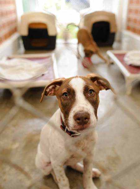 Un perro refugio en un refugio de adopción se ve triste a través de una valla en un formato de imagen vertical - Foto, Imagen